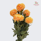 Peony Chrysanthemum Dyed Orange 牡丹菊 - (5 Stems)