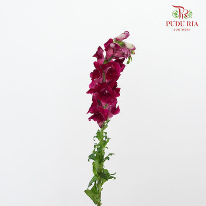 Snapdragon Purple - Pudu Ria Florist Southern