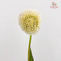 Dahlia Cream - (Per Bundle)