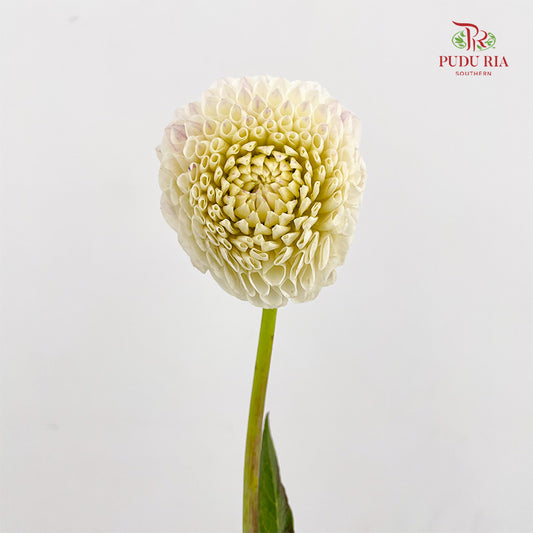 Dahlia Cream - (5 Stems)