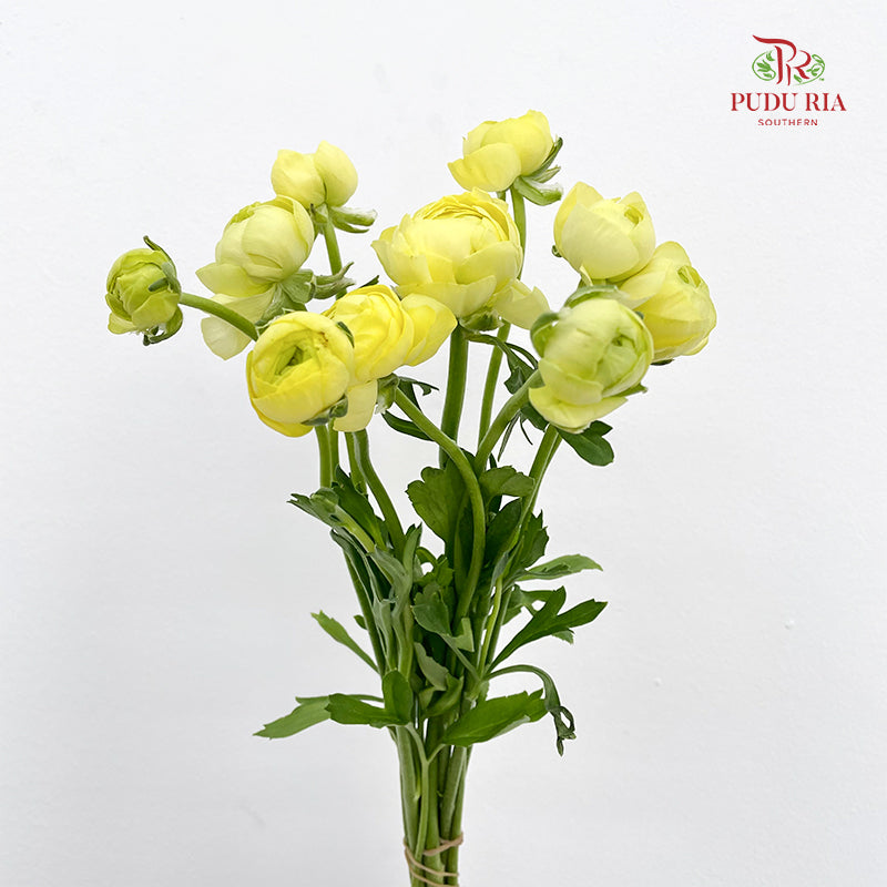 Ranunculus Light Yellow - (8 - 10 Stems)