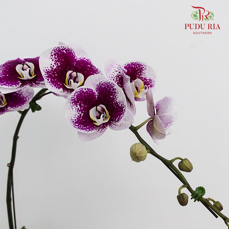 Phalaenopsis Orchid White With Purple Spots Big Single Stem #1