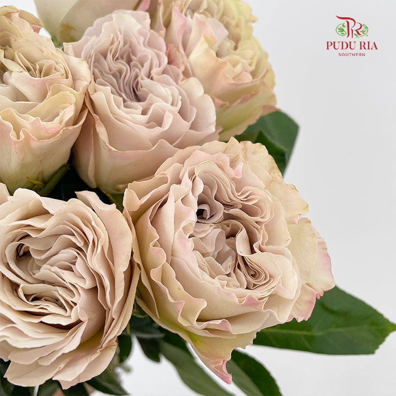 Rose Westminister Abbey - (10 Stems)