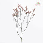 Limonium Sinese Light Pink (Caspia) 卡斯比亞 - (2 Stems)