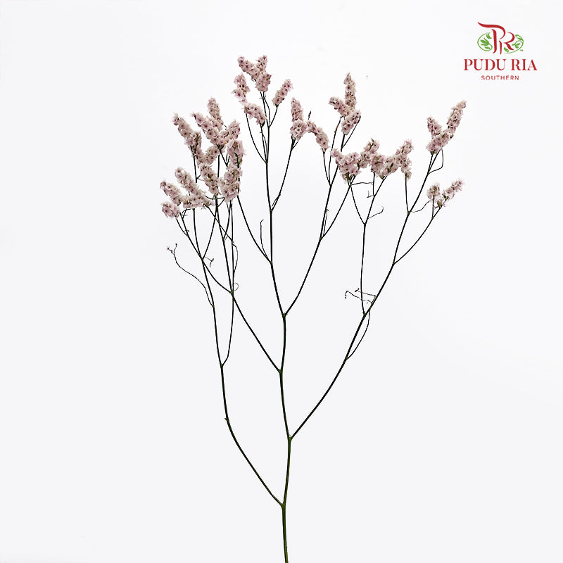 Limonium Sinese Light Pink (Caspia) 卡斯比亞 - (2 Stems)