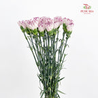 Carnation 变异尤香康乃馨 - (18-20 Stems)