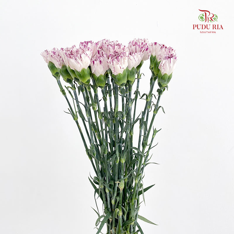 Carnation 变异尤香康乃馨 - (18-20 Stems)