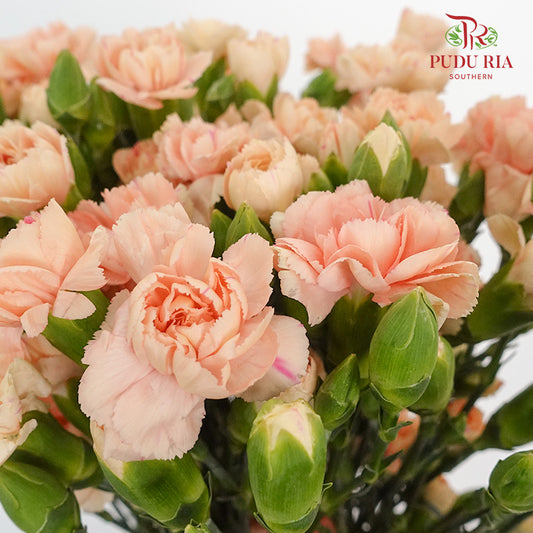 Carnation Spray Champagne  (18-20 Stems) - Pudu Ria Florist Southern