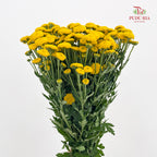 Chrysanthemum Santini / Calimero Mini Button Yellow