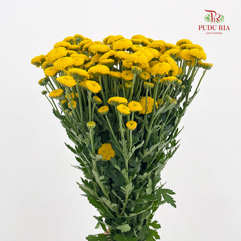 Chrysanthemum Santini / Calimero Mini Button Yellow