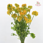 Ranunculus Fairyland Yellow 洋牡丹 - (8-10 Stems)