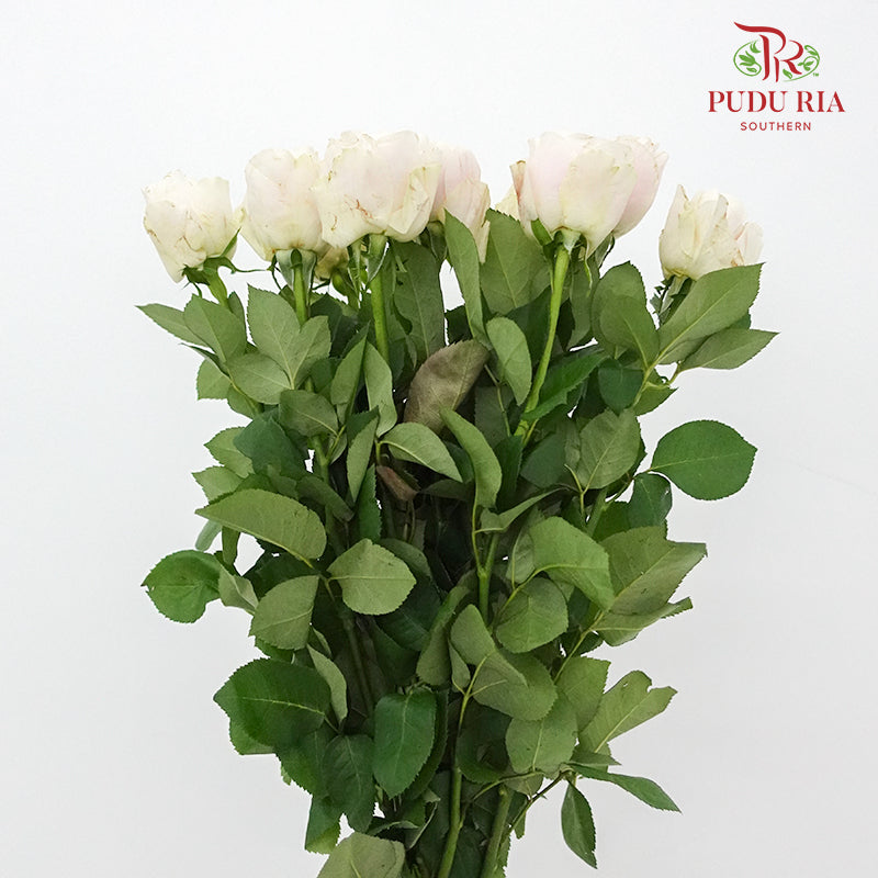 Rose Milky Tea (8-10 Stems) - Pudu Ria Florist Southern