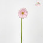 Gerbera Mini Crespo - (5 Stems)