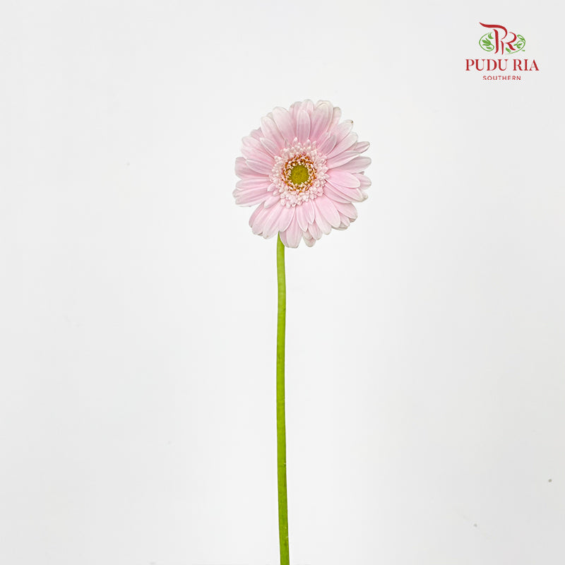 Gerbera Mini Crespo - (5 Stems)