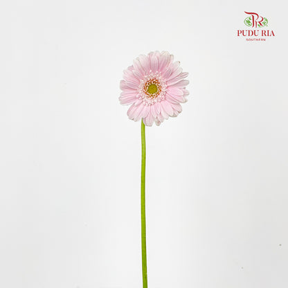 Gerbera Mini Crespo - (5 Stems)