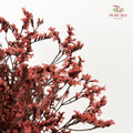 Dry Caspia - Reddish Red