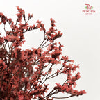 Dry Caspia - Reddish Red