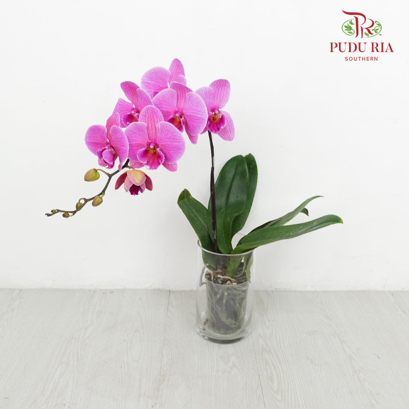 Phalaenopsis Orchid Light Purple Big Single Stem #2