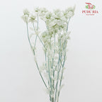 Dry Safflower - Soft Mint