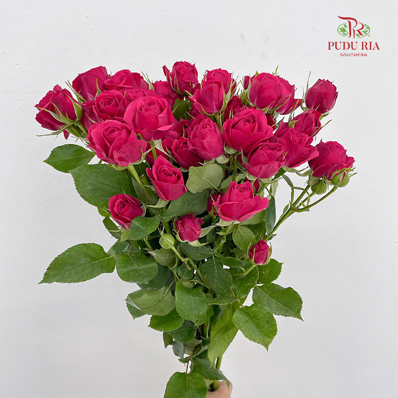 Rose Spray Quncy - (8-10 Stems)