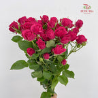 Rose Spray Quncy - (8-10 Stems)