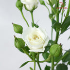 Rose Spray White (8-10 Stems) - Pudu Ria Florist Southern