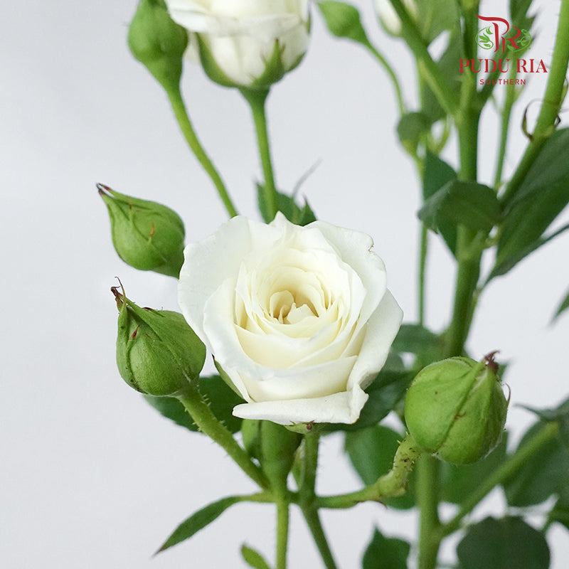 Rose Spray White (8-10 Stems) - Pudu Ria Florist Southern