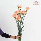 Carnation Amorosa 康乃馨 - (8-10 Stems)