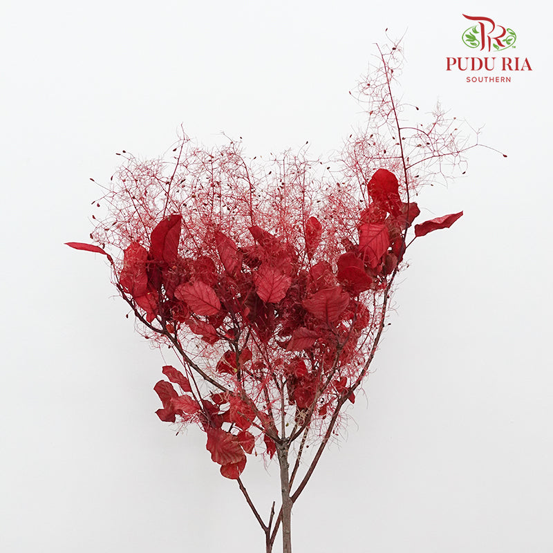 Dry Cotinus Red - Pudu Ria Florist Southern