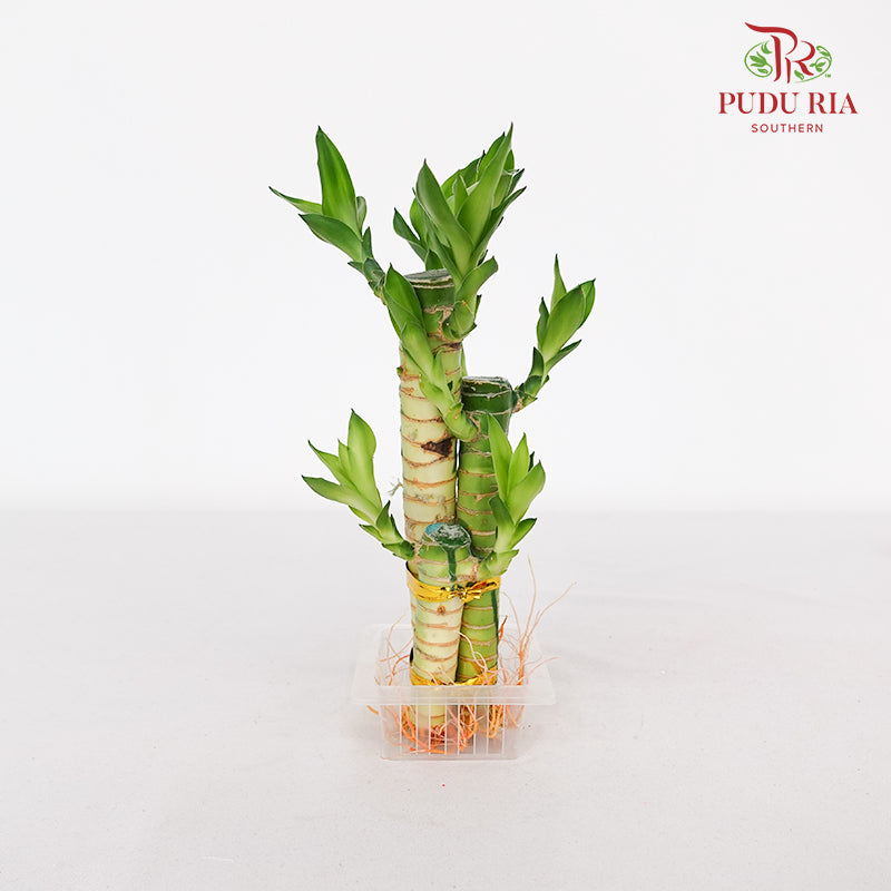 3In1 Dragon Bamboo 富贵竹
