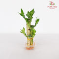 3In1 Dragon Bamboo 富贵竹