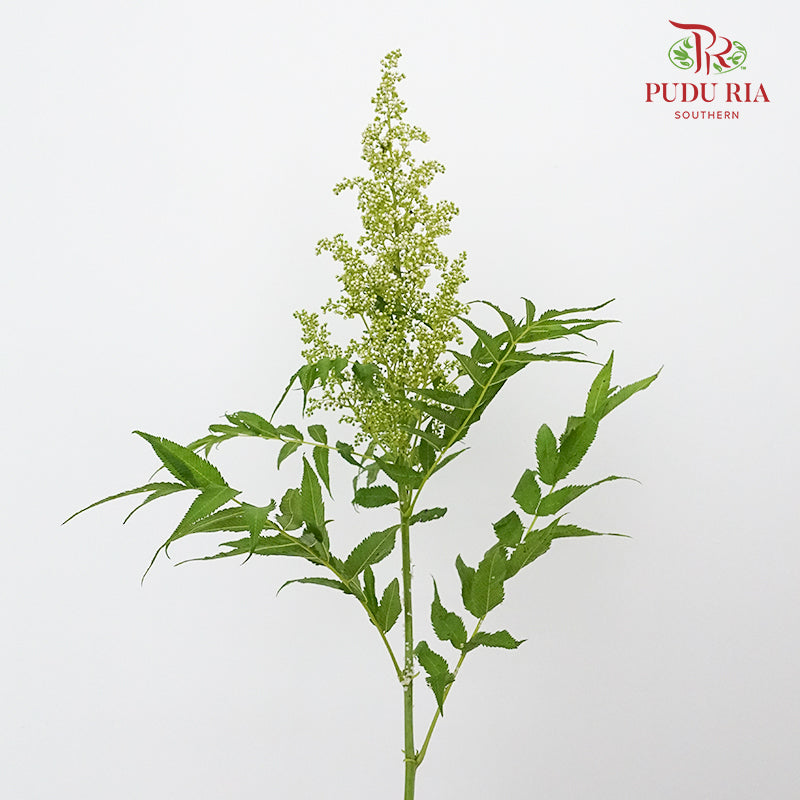 Sorbaria Sorbifolia White - Pudu Ria Florist Southern