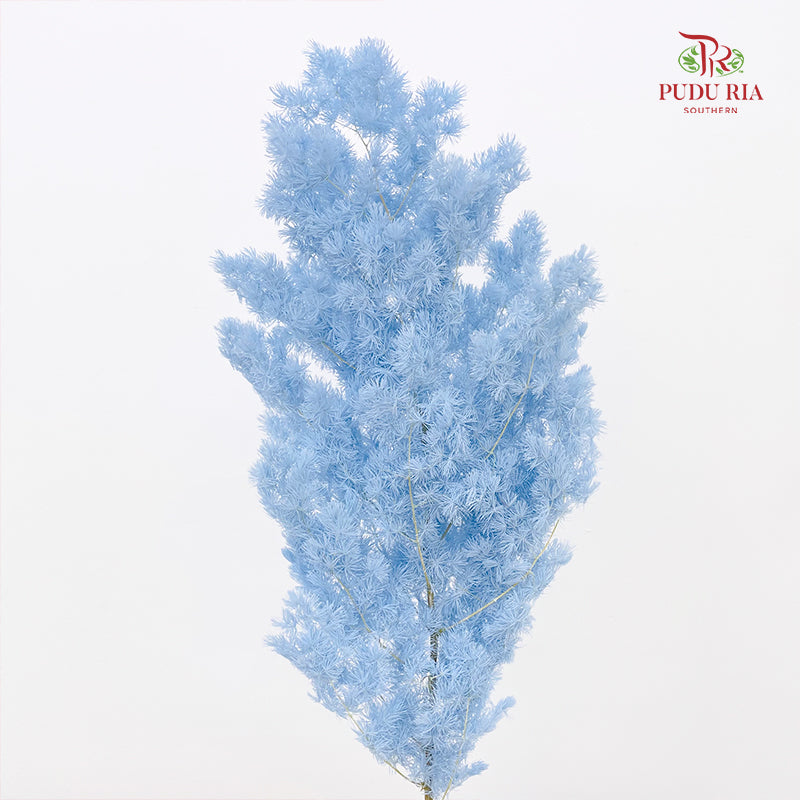 Preservative Asparagus Fern Light Blue