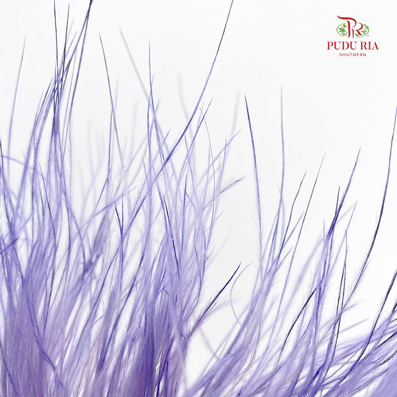 Dry Stipa Grass (Feather Grass) Purple