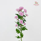 Chrysanthemum Calimero Pompom Miller Pink - (10-12 Stems)