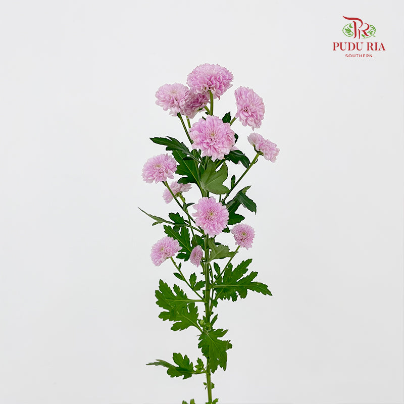 Chrysanthemum Calimero Pompom Miller Pink - (10-12 Stems)