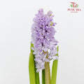 Hyacinthus Purple - (5 Stems)