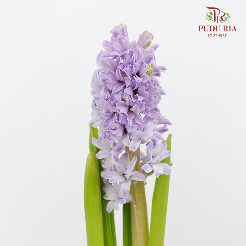 Hyacinthus Purple - (5 Stems)