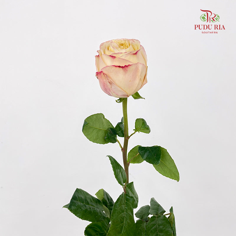 Rose Cream X-Pression - (8-10 Stems)