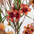 Wax Flower Champagne 蜡花 - (Per Bundle)