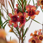 Wax Flower Champagne 蜡花 - (Per Bundle)