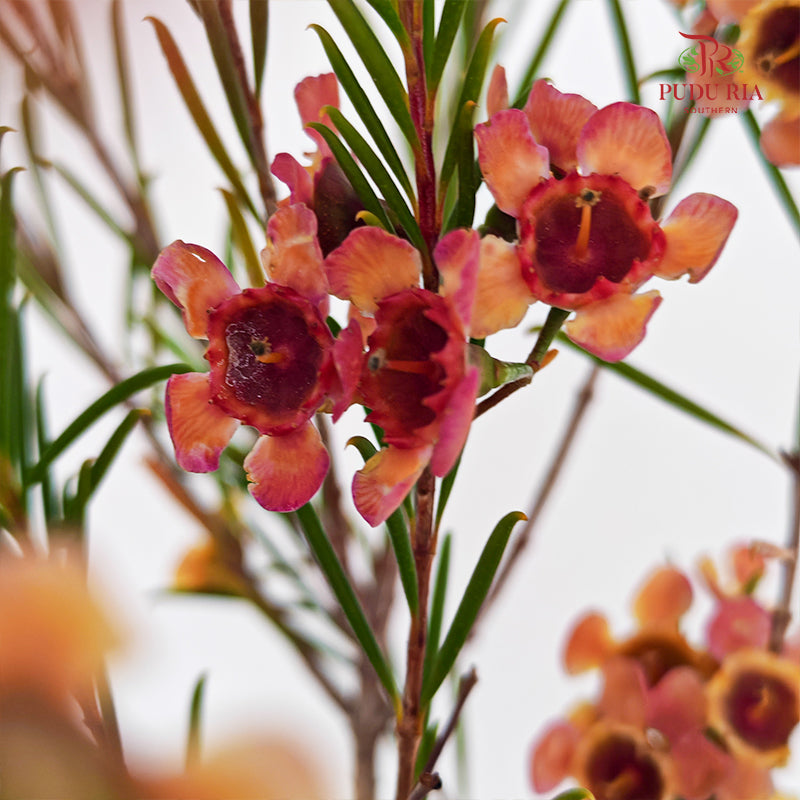 Wax Flower Champagne 蜡花 - (Per Bundle)