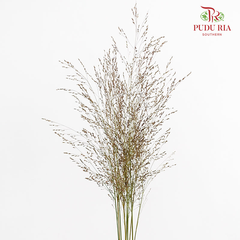 Switchgrass (Ornamental grass) 柳枝稷 - (Per Bundle)