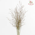 Switchgrass (Ornamental grass) 柳枝稷 - (Per Bundle)