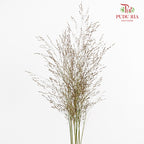 Switchgrass (Ornamental grass) 柳枝稷 - (Per Bundle)