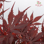 Maple Leaf - Pudu Ria Florist Southern