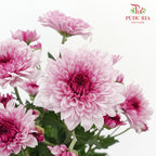 Chrysanthemum Pompom Pink (10-12 Stems) - Pudu Ria Florist Southern