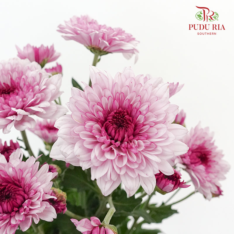 Chrysanthemum Pompom Pink (10-12 Stems) - Pudu Ria Florist Southern