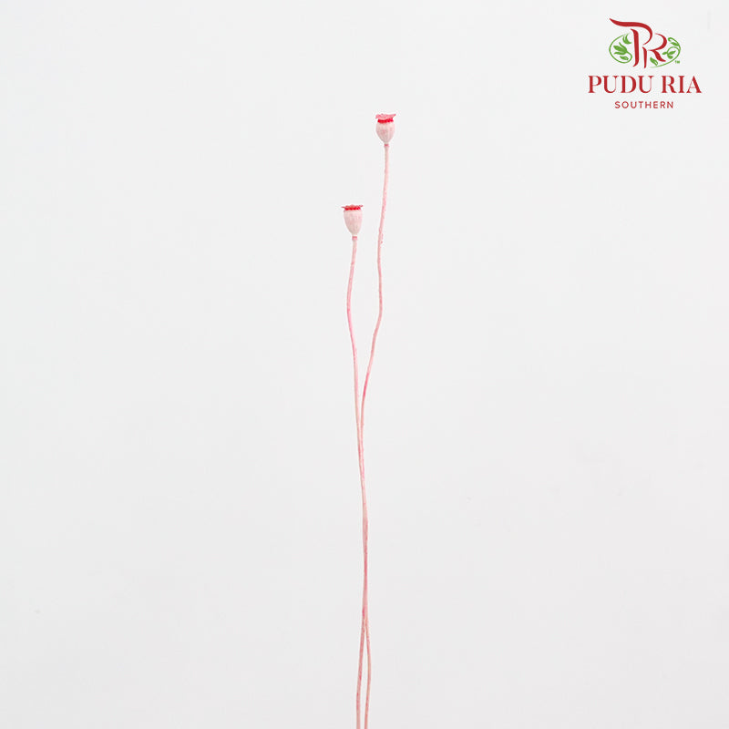 Dry Corn Poppy Fruit - Pink