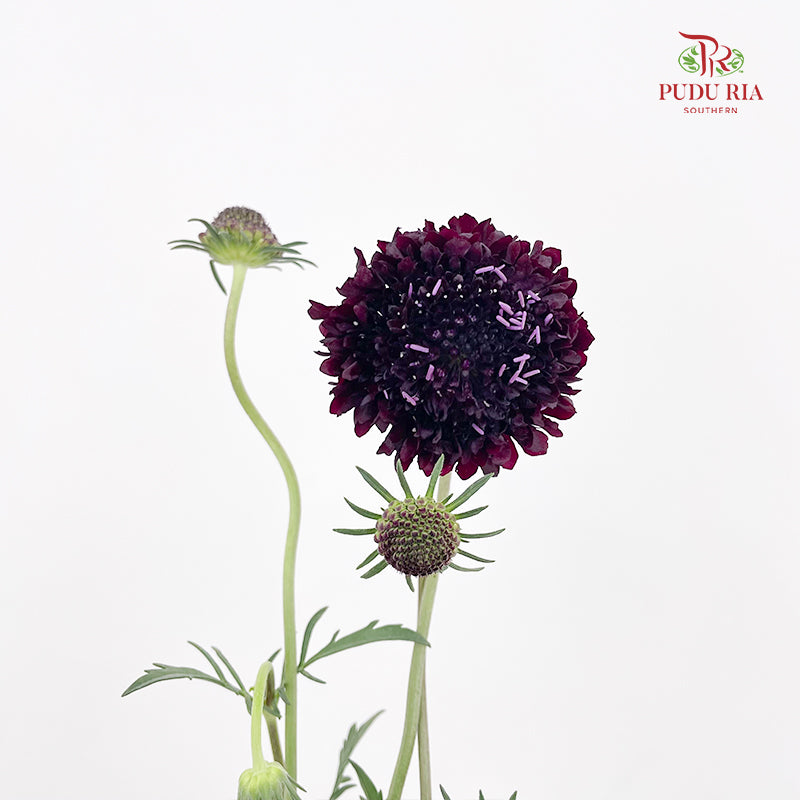 Scabiosa Purple 蓝盆花 - (Per Bundle)